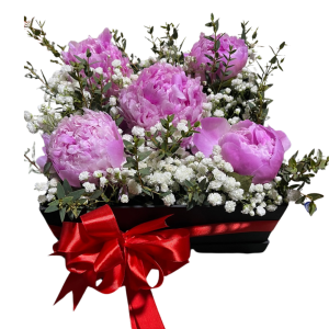 White and Pink Tulips