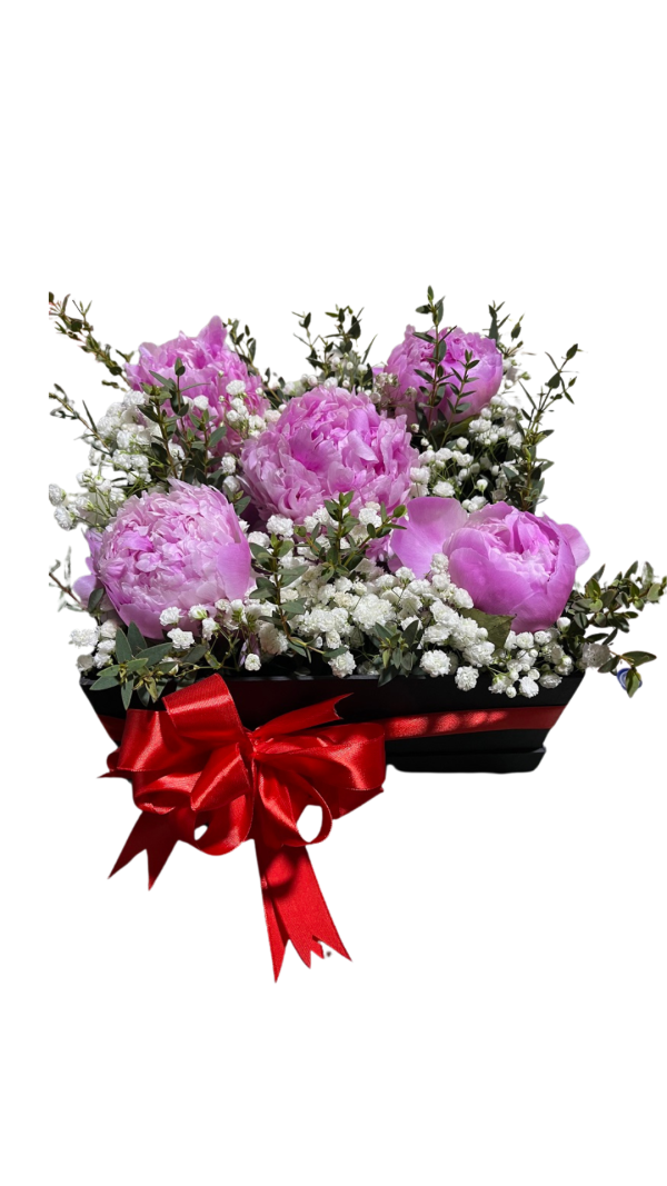 White and Pink Tulips