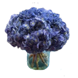 Hydrangea in a vase