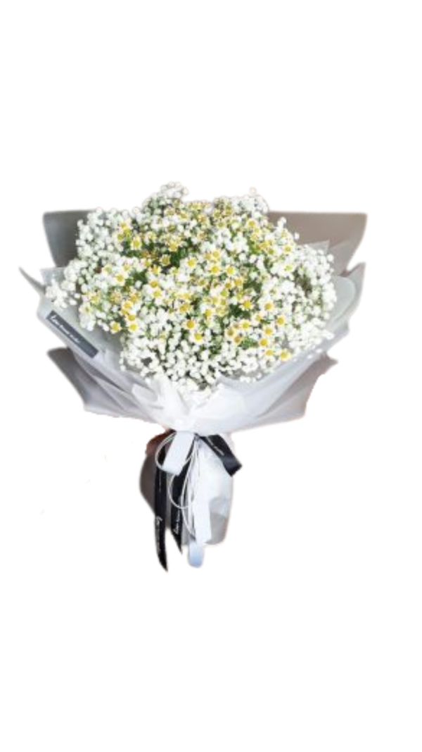Gypsophilia