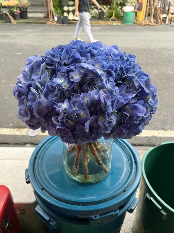 Hydrangea in a vase
